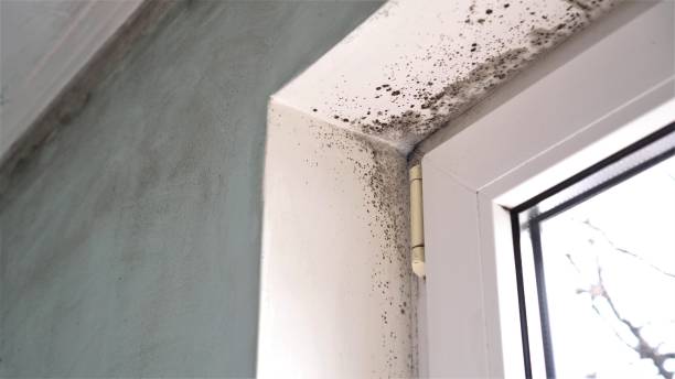 Best Industrial Mold Remediation  in Panama, OK