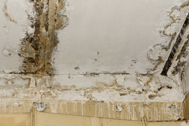 Trusted Panama, OK Mold Removal Experts