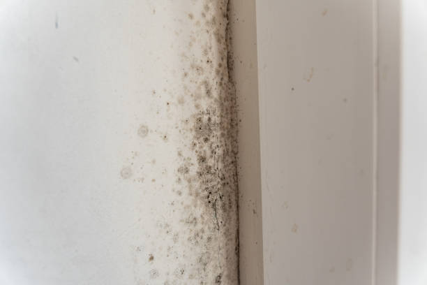 Best Airborne Mold Testing  in Panama, OK